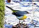 鳥類図鑑・キセキレイ 5